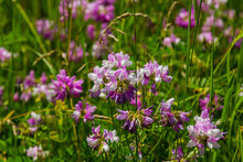 Securigera Varia Or Coronilla Varia, Commonly Known As Crownvetch Or Purple Crown Vetch