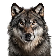  Wolf Face Shot Front View Isolated on Transparent or White Background, PNG
