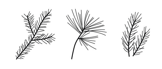 Hand drawn spruce branches.