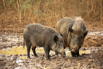 wild boars in a mud pool in the forest