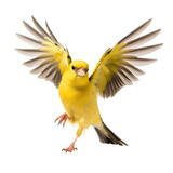 Fototapeta  - front view of American Goldfinch bird with wings open and landing  isolated on a white transparent background 