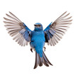 front view of Mountain Bluebird bird with wings open and landing  isolated on a white transparent background 