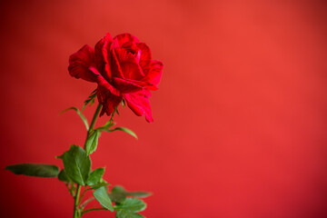 Wall Mural - Flowers of beautiful blooming red rose on red background.