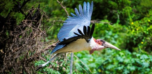 Wall Mural - one large Marabou flying by with wings spread