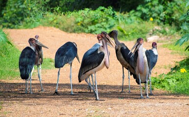 Wall Mural - group of Marabou storks standing in the backyard