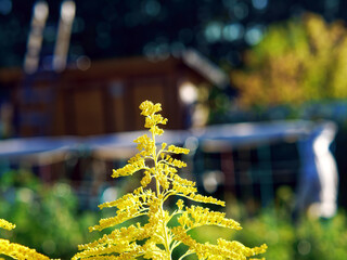 Wall Mural - Yellow flowers in the garden