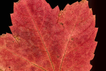 red maple leaf