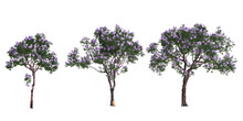 3d Illustration Of Set Jacaranda Tree Isolated On Transparent Background