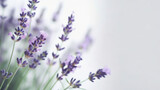 Fototapeta Lawenda - Beautiful lavenders background with copy space; spring flower; for display or greeting cards