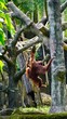 Małpa orangutan małpka zoo 