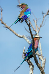 lilac breasted roller couple standing on shrub in kruger national park, south africa ; specie coraci