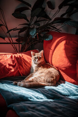 Tabby cat lounges on a blue blanket, cozy at home