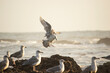 Natural landscape - seagulls landing on rocks by the sea.