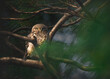 Jungle owlet