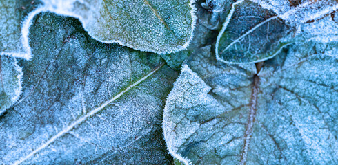 Wall Mural - frozen leaves in the winter garden