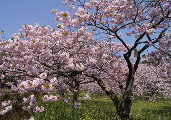 Poster - Cherry blossom, Matsumae Castle, Hokkaido Island, Japan