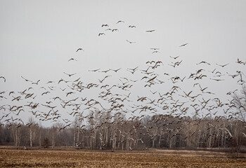 Wall Mural - a large flock of sandhill cranes flying across gray skies during migration while staging in Minnesota