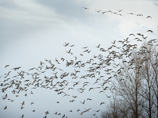 Wall Mural - a large flock of sandhill cranes flying across gray skies during migration while staging in Minnesota