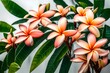 frangipani plumeria flowers
