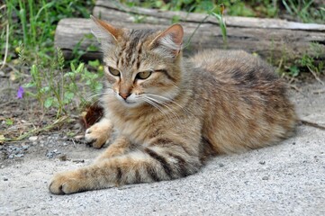 A gray young cat lies on the sidewalk against the background of greenery and cut tree trunks and stares ahead.