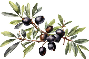 Olive branch with black olives. Watercolor illustration