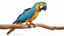 Close Up Of A Blue And Yellow Macaw Parrot Sitting On A Branch On A Isolated White Background