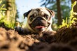Close-up portrait photography of a happy pug digging in a garden against a white background. With generative AI technology