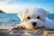 Close-up portrait photography of a curious maltese lying down against a beach background. With generative AI technology