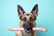funny german shepherd hiding a bone isolated in a pastel or soft colors background