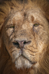 Wall Mural - front view portrait of a male lion