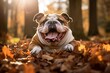 happy bulldog playing in a pile of leaves while standing against forests and woodlands background