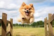 funny pomeranian jumping over an obstacle while standing against open fields and meadows background
