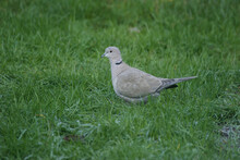 Closeup On An Eurasian Collared Dove, Streptopelia Decaocto Sitting On The Grass In The Garden