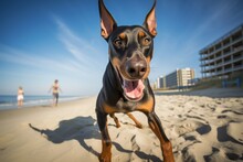 Curious Doberman Pinscher Running On The Beach In Front Of Beach Boardwalks Background