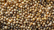 background of coriander seeds left out in the sun to dry