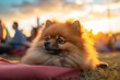 tired pomeranian watching a sunset with the owner isolated on festivals and carnivals background