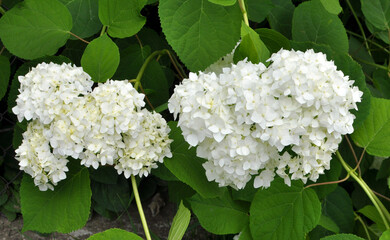 Sticker - A hydrangea is blooming in the garden