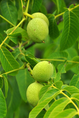 Wall Mural - A green, unripe, soft skin walnut with part of a tree branch