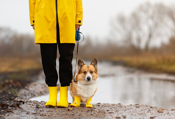 Wall Mural - cute corgi dog in yellow beret and rubber boots walks among puddles on autumn roads on a leash with the owner