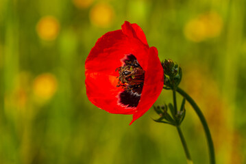 Wall Mural - One silhouette of a bee in flight and a flower of red field poppy.