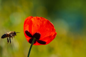 Wall Mural - One silhouette of a bee in flight and a flower of red field poppy.