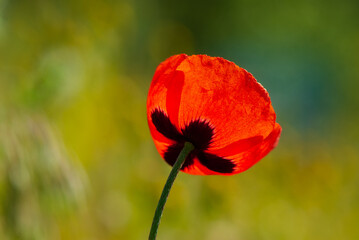 Red field poppy against the background of green grass.