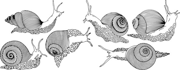 Set of snail silhouettes. Vector graphics.