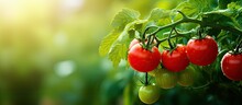 In The Lush Green Garden, Against A Vibrant Summer Background, A Healthy Tomato Plant Thrived, Showcasing The Successful Growth Of A Nutritious Vegetable, Reflecting The Wholesome Benefits Of Nature