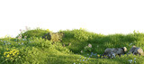 Verdant Hill Blooming with Yellow Flowers in Spring. 3D render.