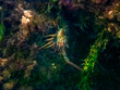 Lagosta-espinhosa (Panulirus argus) | Caribbean Spiny Lobster