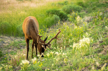 Canvas Print - Young Bull Elk Grazes On Hill Side