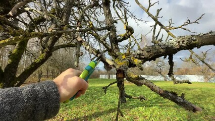 Wall Mural - Pruning tree with clippers on backyard in village. Cut branch use branch cutter. Cutting branches on apple tree use Garden pruning shears. Trimming tree branch in rural garden. Pruning  tools.