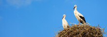 Storks In Nest On Blue Sky Background, Wide Panoramic Banner With Two White Birds. Wild Family In Summer. Theme Of Nature, Wildlife, Love, Couple