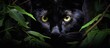 In the lush African jungle, a black cat with piercing eyes emerged from the dense tree cover, its sleek fur blending with the dark background of nature, creating a striking portrait of a wild animal